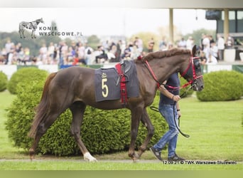 Arabian horses, Stallion, 7 years, 15,1 hh, Chestnut