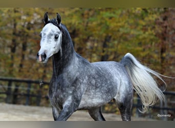 Arabian horses, Stallion, 7 years, 15.1 hh, Gray-Fleabitten