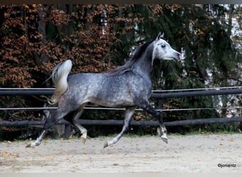 Arabian horses, Stallion, 7 years, 15.1 hh, Gray-Fleabitten