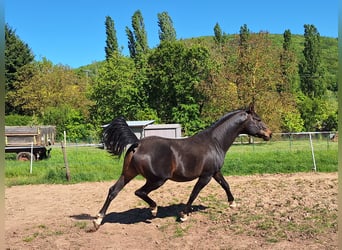Arabian horses, Stallion, 7 years, 15 hh, Bay-Dark