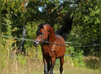 Arabian horses, Stallion, 7 years, 15 hh, Brown