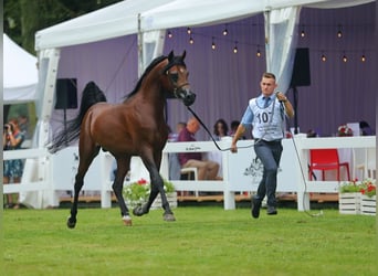 Arabian horses, Stallion, 7 years, 15 hh, Brown