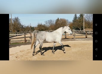 Arabian horses, Stallion, 7 years, 15 hh, Grey-Fleabitten