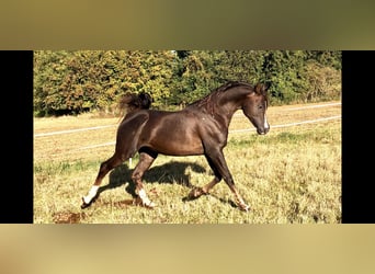 Arabian horses, Stallion, 7 years, 15,1 hh, Chestnut