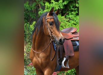 Arabian horses, Stallion, 7 years, Brown