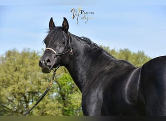Arabian horses, Stallion, 8 years, 15,1 hh, Black