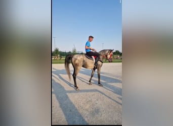 Arabian horses, Stallion, 9 years, 14.2 hh, Gray