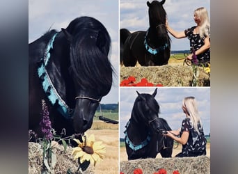 Arabian horses, Stallion, 9 years, 15,1 hh, Black