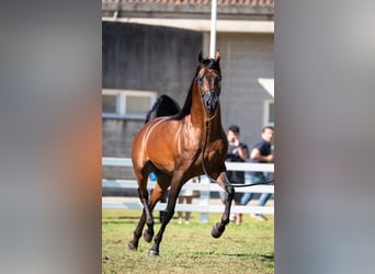 Arabian horses, Stallion, 9 years, 15,1 hh, Brown