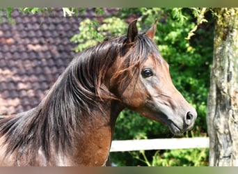 Arabian horses, Stallion, 8 years, 15 hh, Bay-Dark