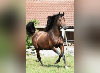 Arabian horses, Stallion, 8 years, 15 hh, Bay-Dark