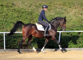 Arabian horses, Stallion, 10 years, 14,3 hh, Bay-Dark