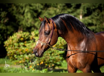 Arabian horses, Stallion, 19 years, 14.1 hh, Bay-Dark