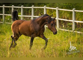 Arabian horses, Stallion, 19 years, 14.1 hh, Bay-Dark
