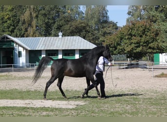 Arabian horses, Stallion, 18 years, 15 hh, Bay-Dark