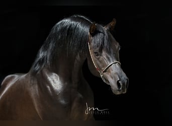 Arabian horses, Stallion, 12 years, 14.3 hh, Black
