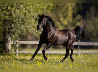 Arabian horses, Stallion, 12 years, 14.3 hh, Black