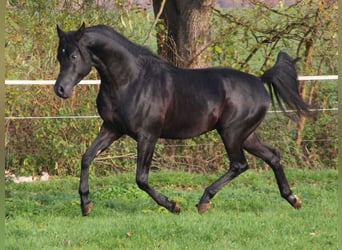 Arabian horses, Stallion, 7 years, 15 hh, Black