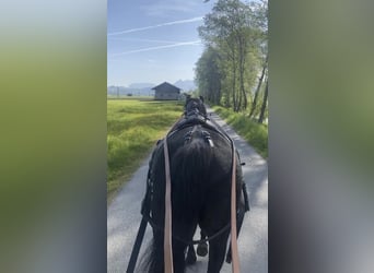 Arabian horses, Stallion, 3 years, 15.1 hh, Black