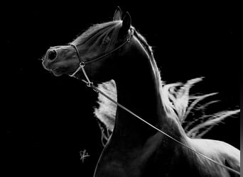 Arabian horses, Stallion, 3 years, 15.2 hh, Black