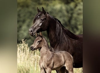 Arabian horses, Stallion, 4 years, 15.2 hh, Black