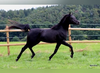 Arabian horses, Stallion, 3 years, 15.2 hh, Black