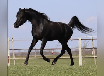 Arabian horses, Stallion, 9 years, 15,1 hh, Black