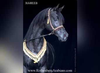 Arabian horses, Stallion, 8 years, 15.1 hh, Black