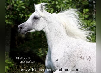 Arabian horses, Stallion, 8 years, 15.1 hh, Black