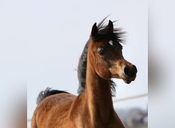 Arabian horses, Stallion, 11 years, 15.3 hh, Brown