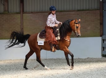 Arabian horses, Stallion, 13 years, 15,1 hh, Brown