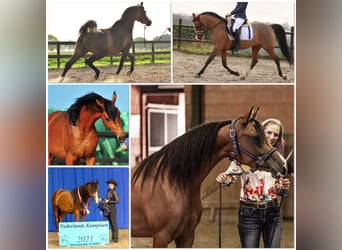 Arabian horses, Stallion, 13 years, 15.1 hh, Brown