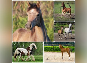 Arabian horses, Stallion, 13 years, 15.1 hh, Brown