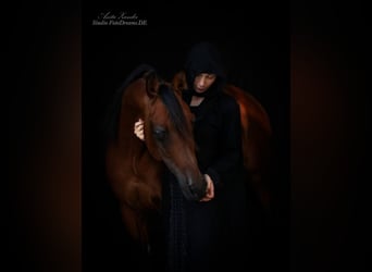 Arabian horses, Stallion, 16 years, 15,2 hh, Brown