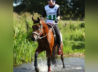 Arabian horses, Stallion, 16 years, 15,2 hh, Brown