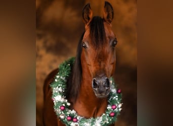 Arabian horses, Stallion, 16 years, 15,2 hh, Brown