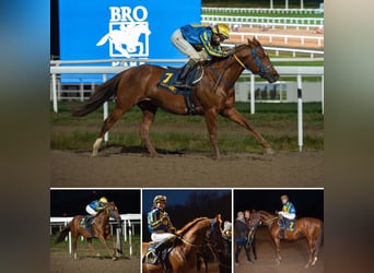 Arabian horses, Stallion, 12 years, 15,2 hh, Brown