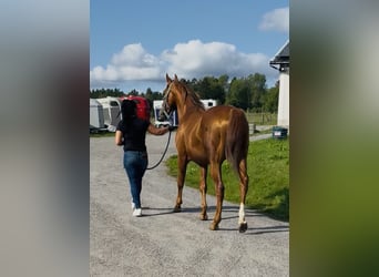 Arabian horses, Stallion, 12 years, 15,2 hh, Brown