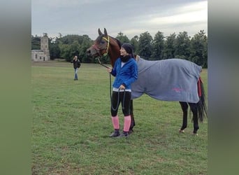 Arabian horses, Stallion, 16 years, 15,2 hh, Brown