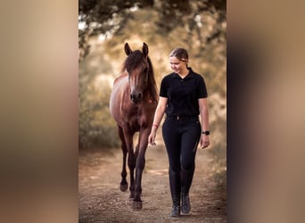 Arabian horses, Stallion, 3 years, 15,1 hh, Brown