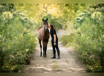 Arabian horses, Stallion, 3 years, 15,1 hh, Brown