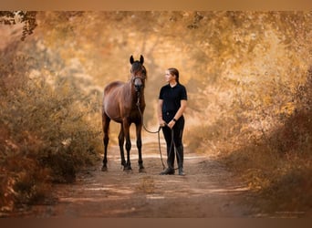 Arabian horses, Stallion, 3 years, 15,1 hh, Brown