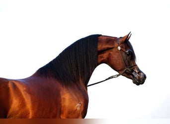 Arabian horses, Stallion, 9 years, 16 hh, Brown