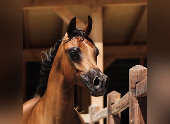 Arabian horses, Stallion, 10 years, 16 hh, Brown