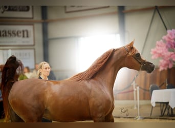 Arabian horses, Stallion, 10 years, 16 hh, Brown