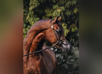 Arabian horses, Stallion, 9 years, 16 hh, Brown