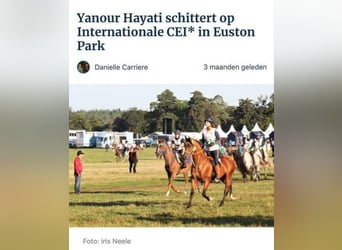 Arabian horses, Stallion, 14 years, 15,1 hh, Brown