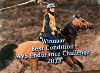 Arabian horses, Stallion, 14 years, 15,1 hh, Brown