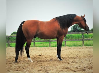 Arabian horses, Stallion, 14 years, 15,1 hh, Brown
