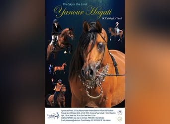 Arabian horses, Stallion, 14 years, 15,1 hh, Brown